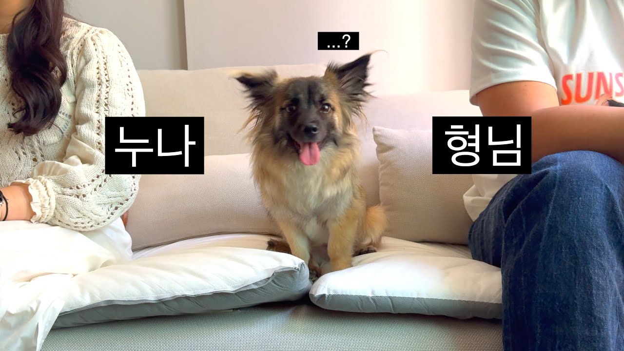 노을이의 최애는..?!