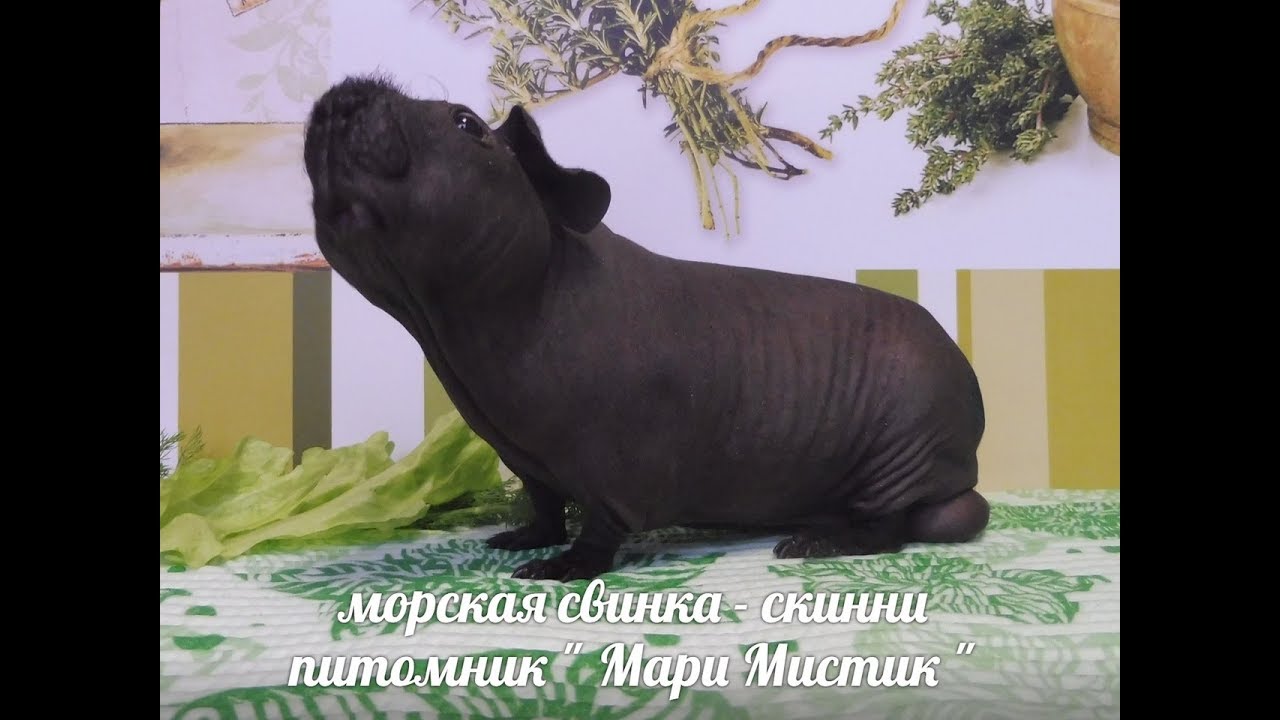 ДОРОГО ЛИ СОДЕРЖАТЬ МОРСКИХ СВИНОК ? УБОРКА В СТЕЛЛАЖЕ У СКИННИ ( ПИТОМНИК 