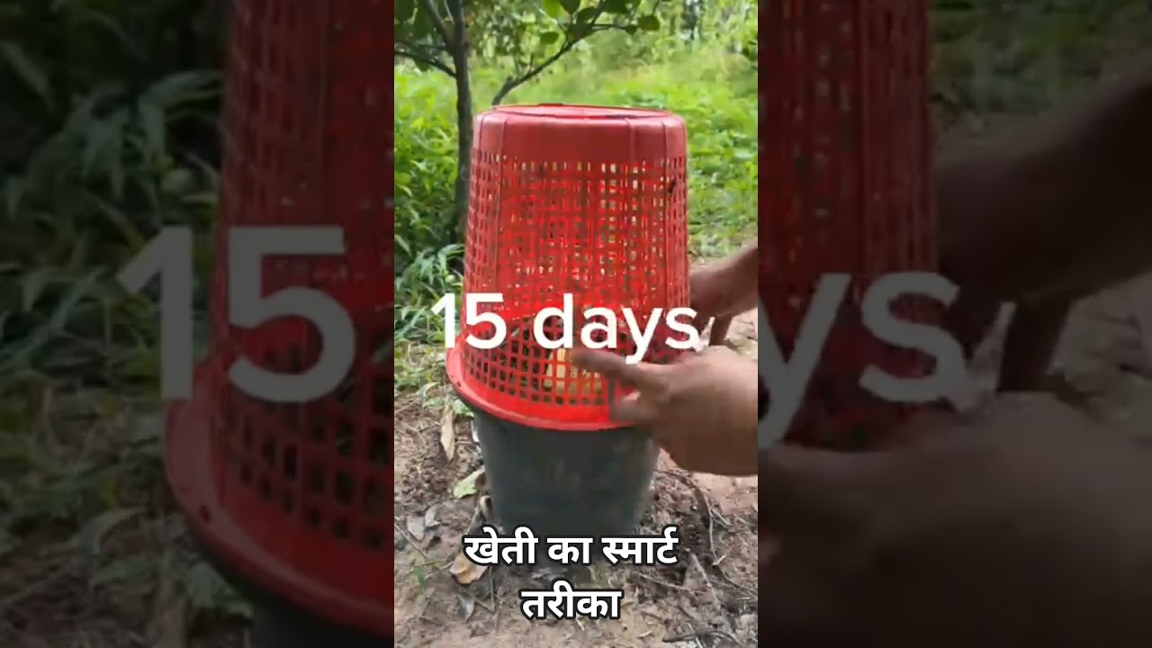 How to propagate mango trees to produce more fruit in a short period of time.#grafting #mango #grow