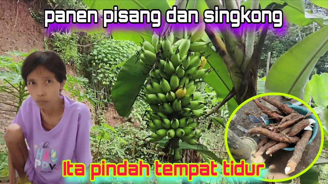 Ita pindah tidur mama panen pisang dan singkong #sinauhurip #egoadriano #petualanganalamdesaku 
