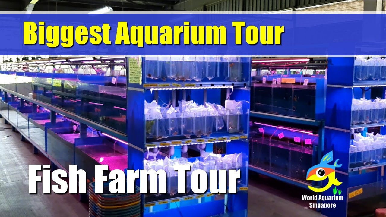 Biggest Aquarium Shop - Nanyang Trading Aquarium Fish Farm Tour Part1