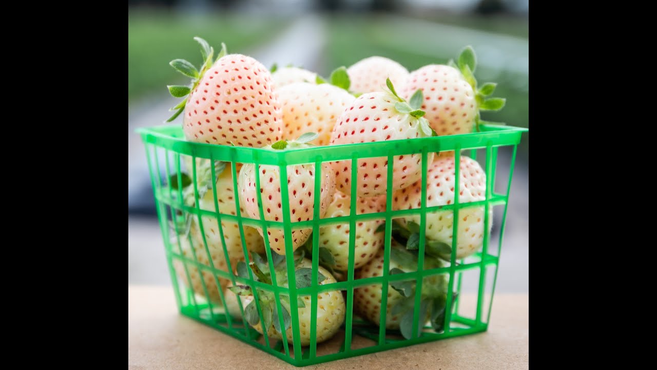 White Strawberry Introduction