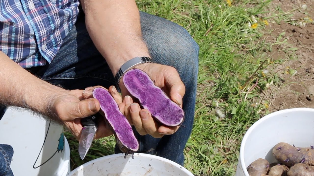 Planting Purple Potatoes