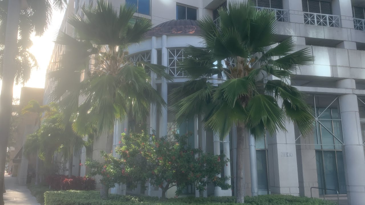 Pritchardia palms in Coral Gables, Florida