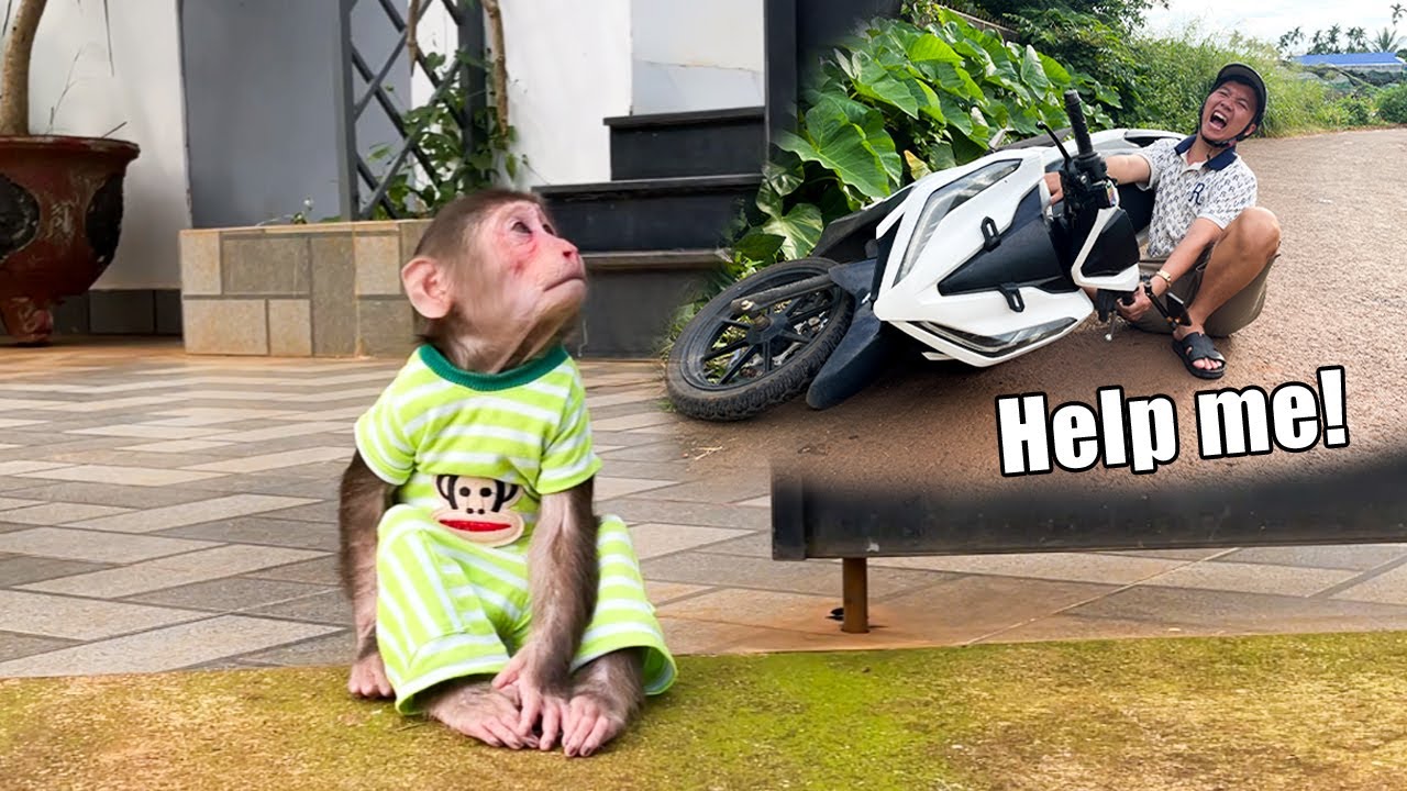 Cubis Monkey worriedly thought Dad was in big trouble!