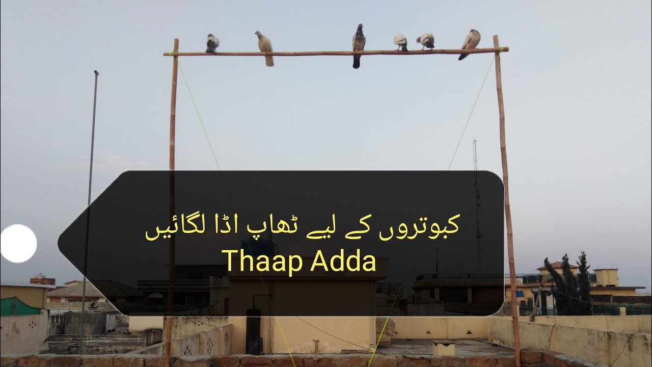 Thaap Adda Kabootar K Leye Rt 15