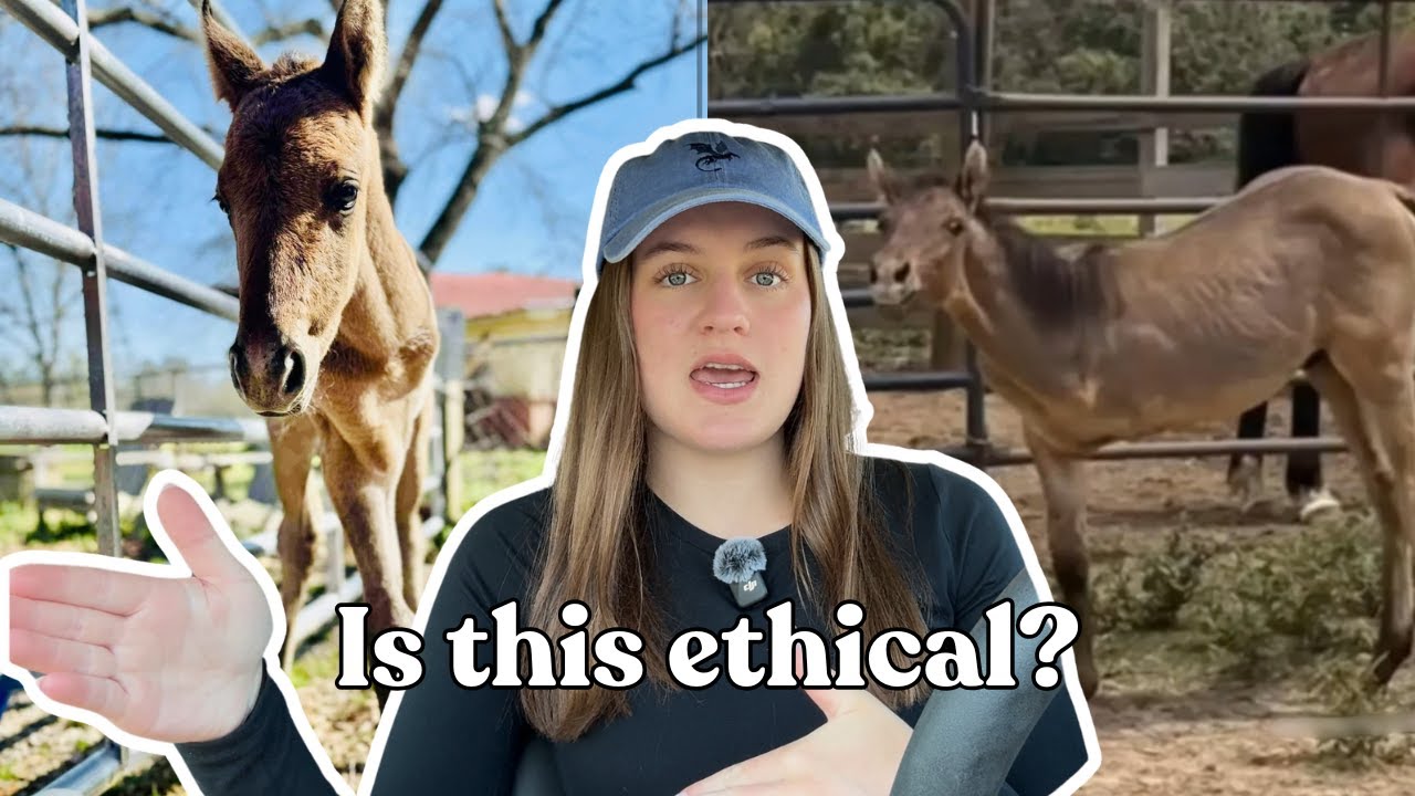 Can a Horse Live on 3 Legs?