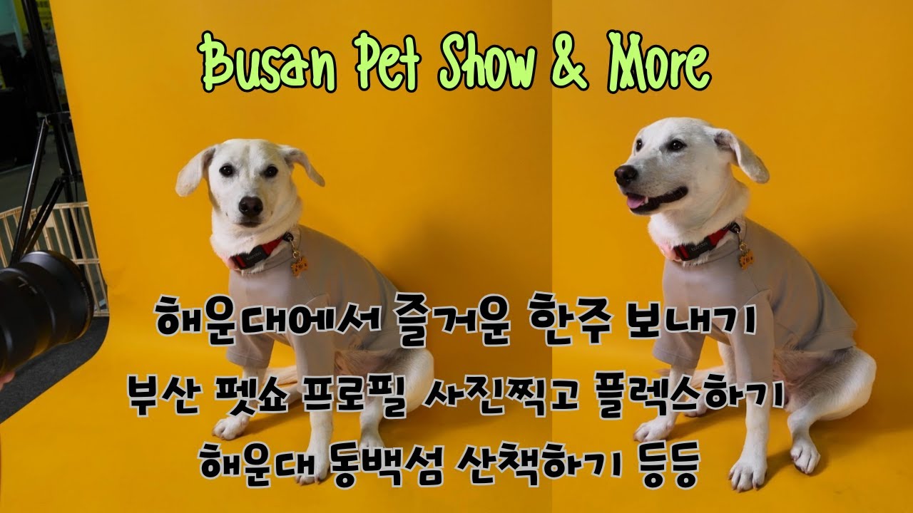 [써니 SUNNY] 부산 펫쇼 플렉스하기 & 해운대 산책 ft.동백섬, 문탠로드, 청사포 등  Busan Pet Show & More ft. Haeundae Walking 🐾