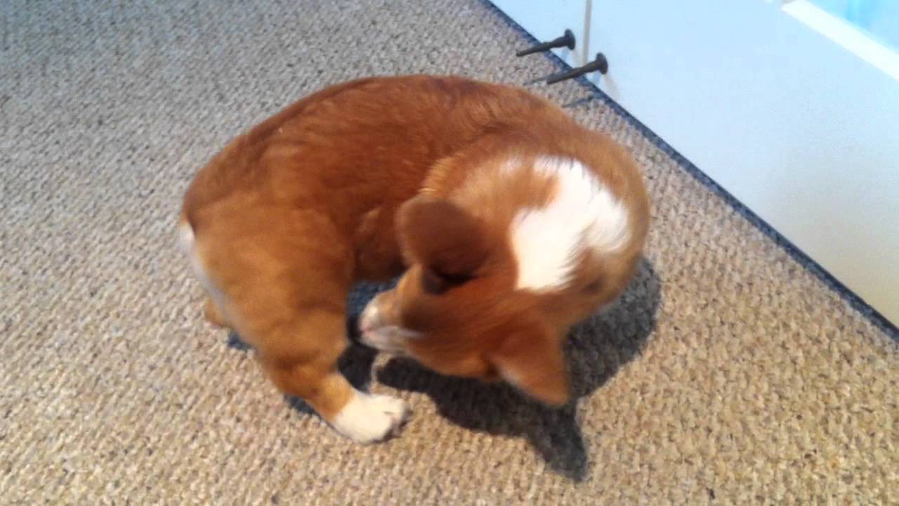 Finn Puppy Welsh Corgi Where is My Tail