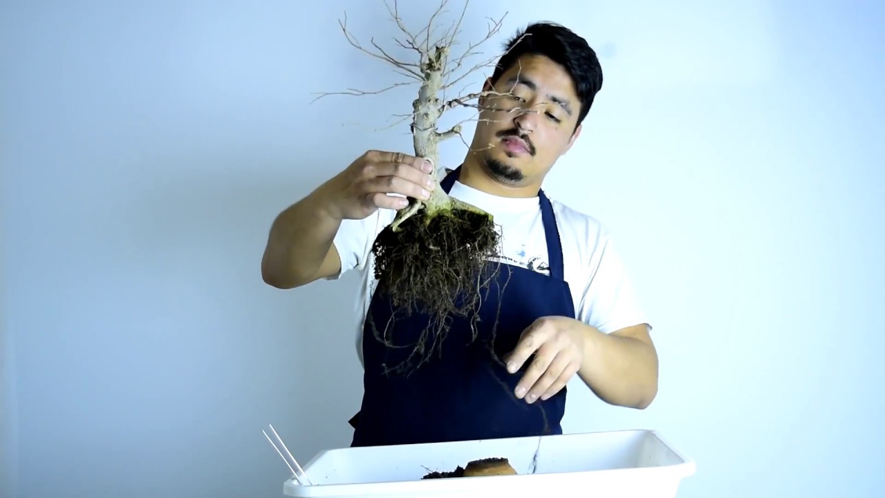 COMO TRASPLANTAR UN BONSAI