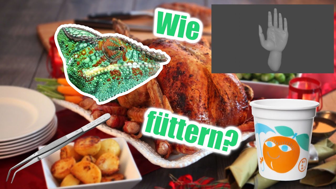 F&Uuml;TTERMETHODEN f&uuml;r dein CHAM&Auml;LEON | Cham&auml;leon Basics