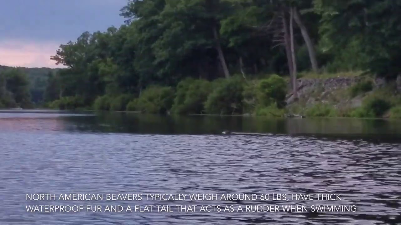 Beaver Swimming And Splashing In Lake Stahahe