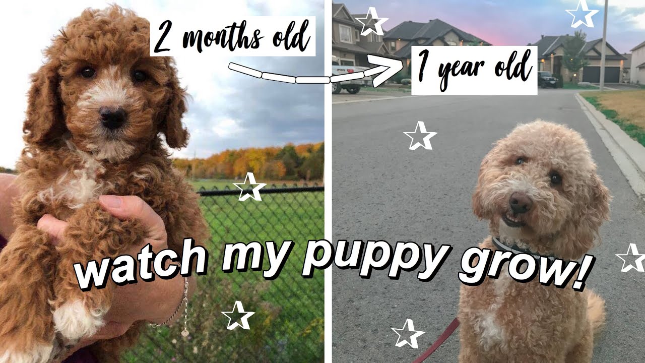 My Mini Goldendoodle Puppy Growing Up! (8 weeks to 1 year)
