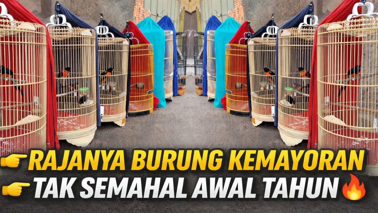 TAK SEMAHAL AWAL TAHUN ‼️MURAI BATU MATERI SIAP LOMBA DI RAJA BURUNG KEMAYORAN 