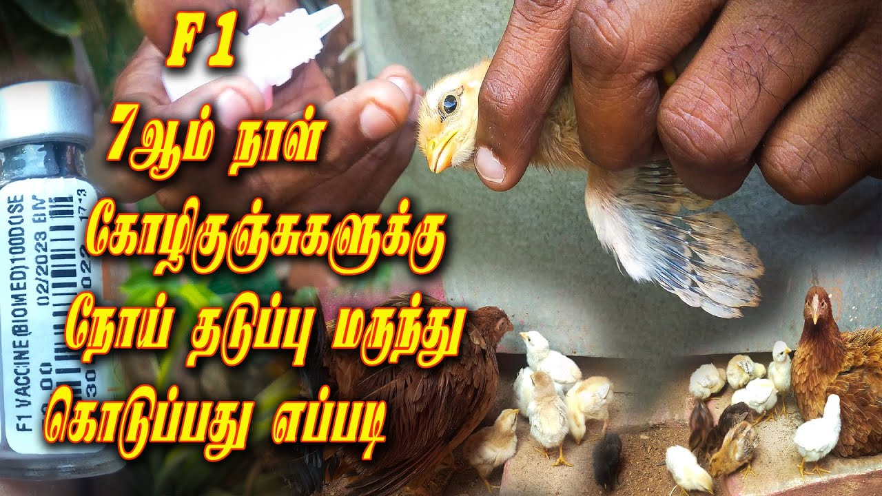 F1 MEDICINE | கோழிக்குஞ்சுகளுக்கு 7 வது நாள் நோய்த்தடுப்பூசி | F1 Vaccine For Chicks | F1 Medicine