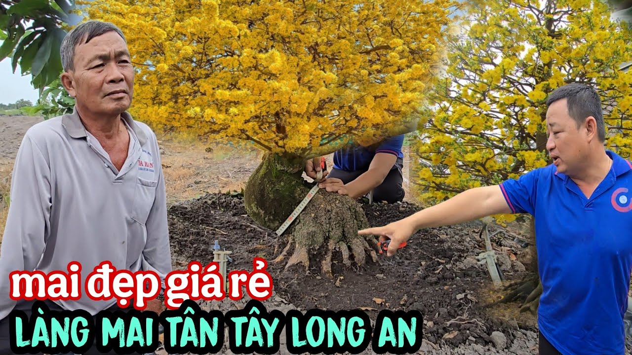 Làng Mai Tân Tây Long An Mai Gốc Đẹp Giá Rẻ Bèo Ngay Lúc Này