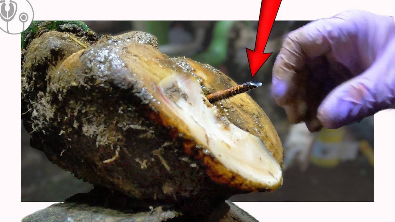 *HUGE* RUSTY SCREW PULLED out of COWS FOOT