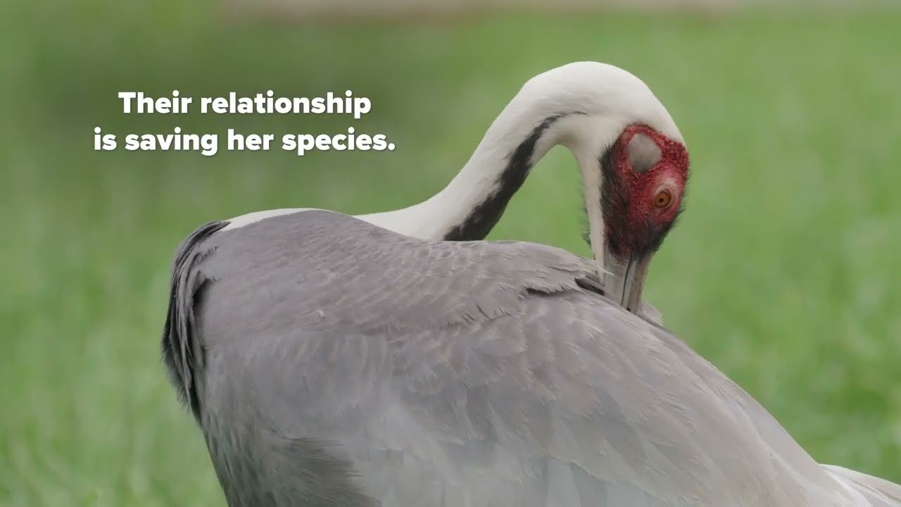 Meet Walnut: A Crane With a Crush on Her Keeper, Chris Crowe