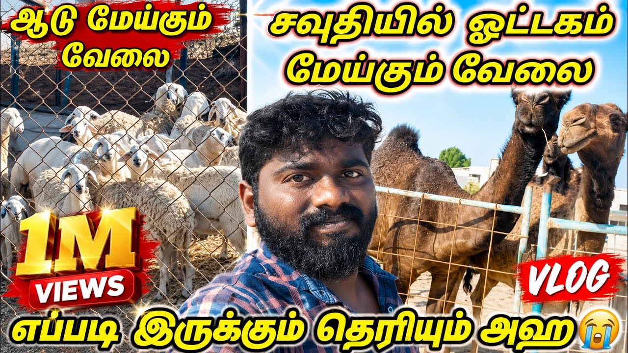 ஆடு😭ஒட்டகம் மேய்கும் வேலை சவூதிஅரேபியா😪#sauditamilvlog #goatlife #goat