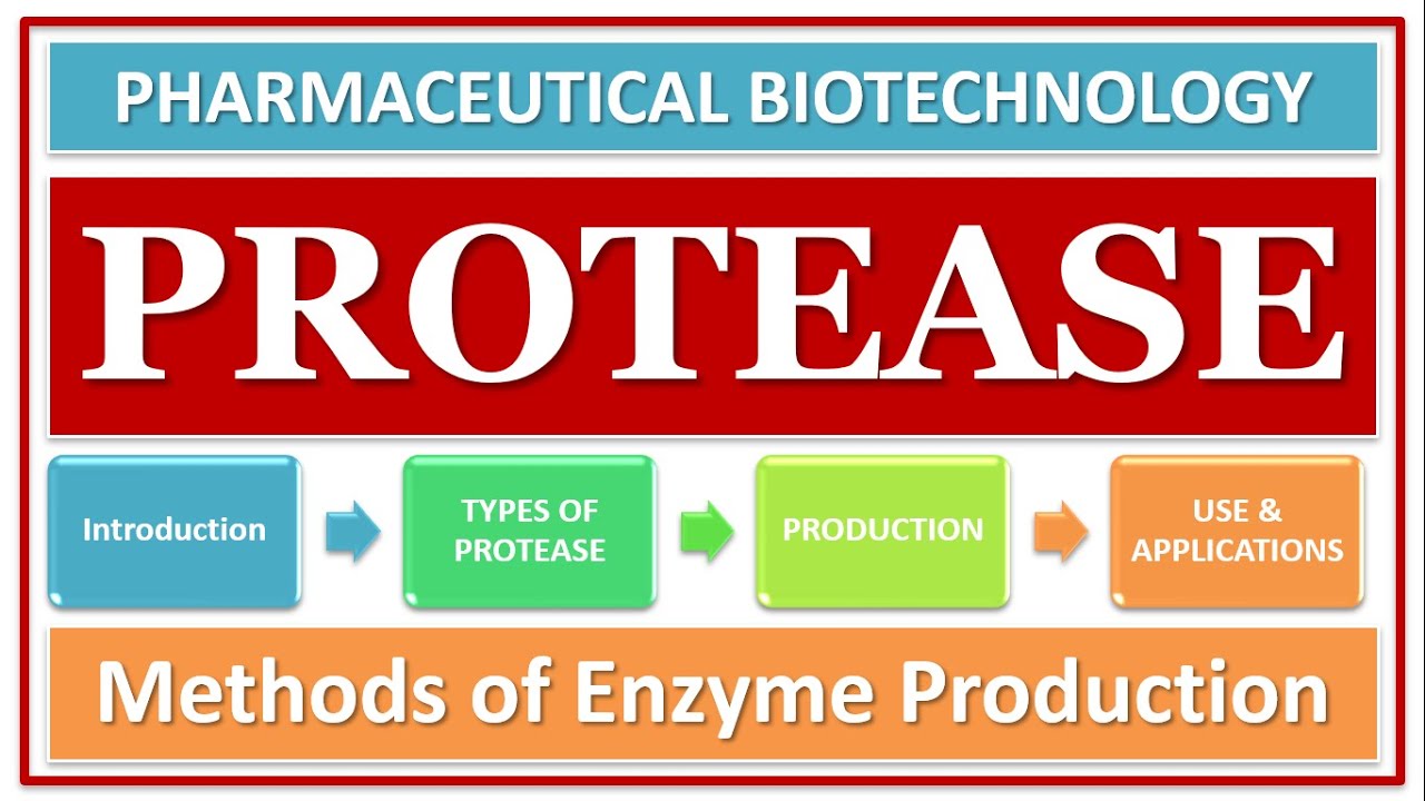 PROTEASE ENZYME | PART-1  | TYPES | CLASSIFICATION | ROLE OF ENZYME | FUNCTION |