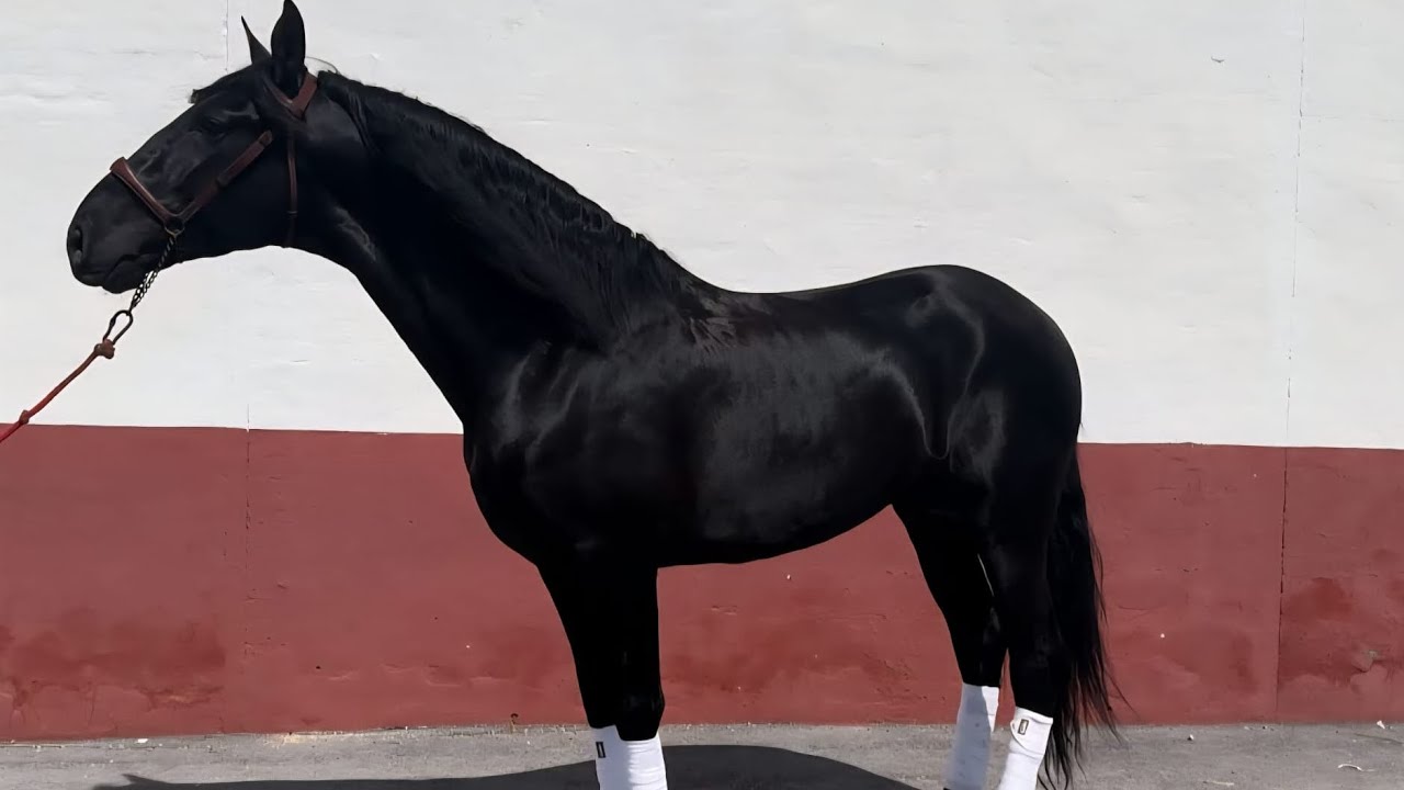 Beautiful PRE stallion piro-free 5 years 15.3hh (160cm) x-rays black beauty