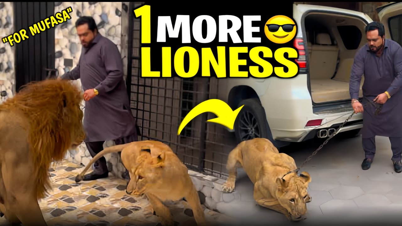 Mufasa kay liay aik aur  lioness 🦁😍butt mufasa nay injured kar dia usko😱