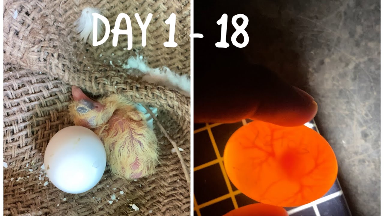 EGG CANDLING | DAY 1-18 | UNTIL HATCHING | ANDE SE BACCHE NIKALNE TAK