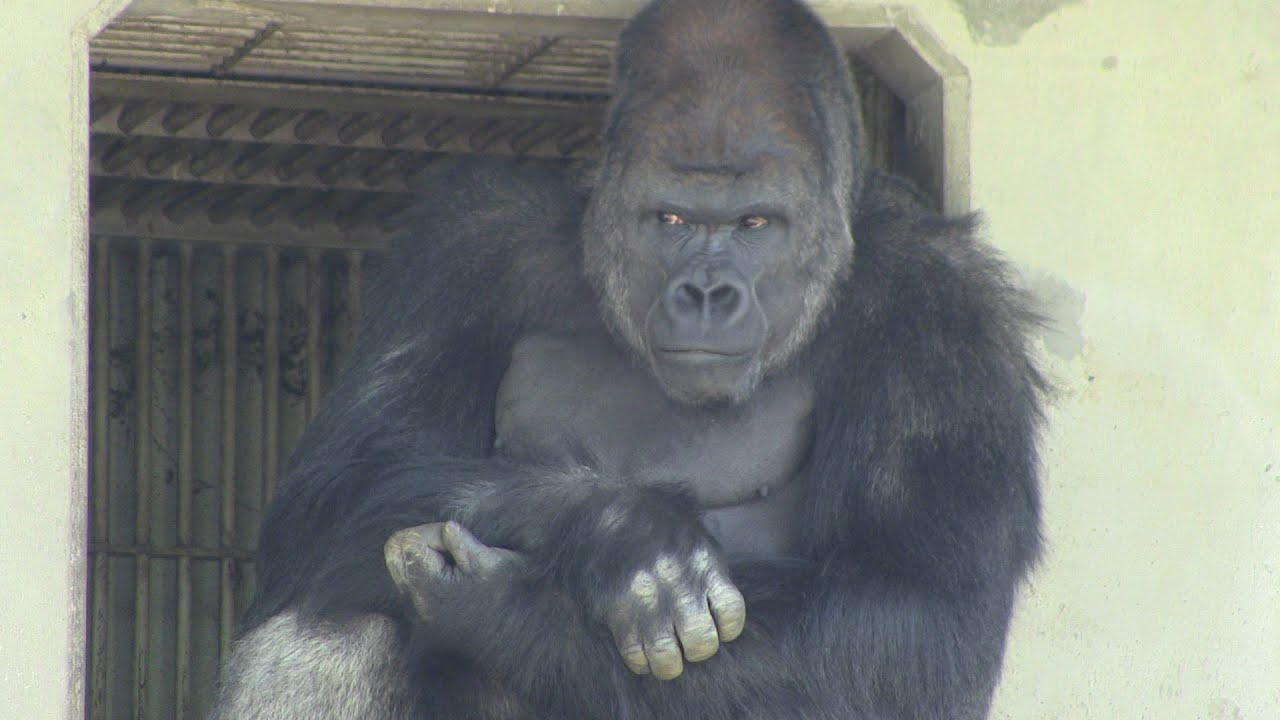 悪童シャバーニ　Rampage the gorilla Shabani