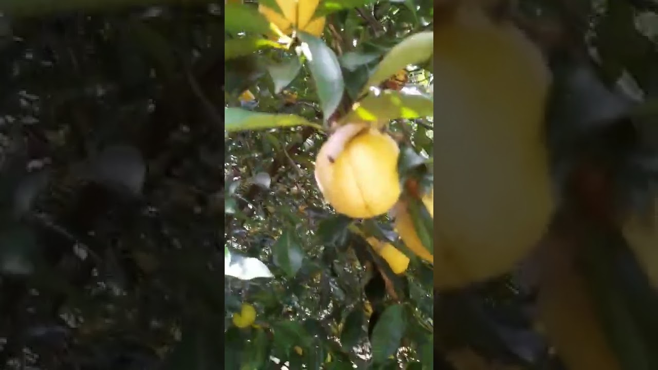 Sindhusree nutmeg | Chirappattu nursery | 6235124884