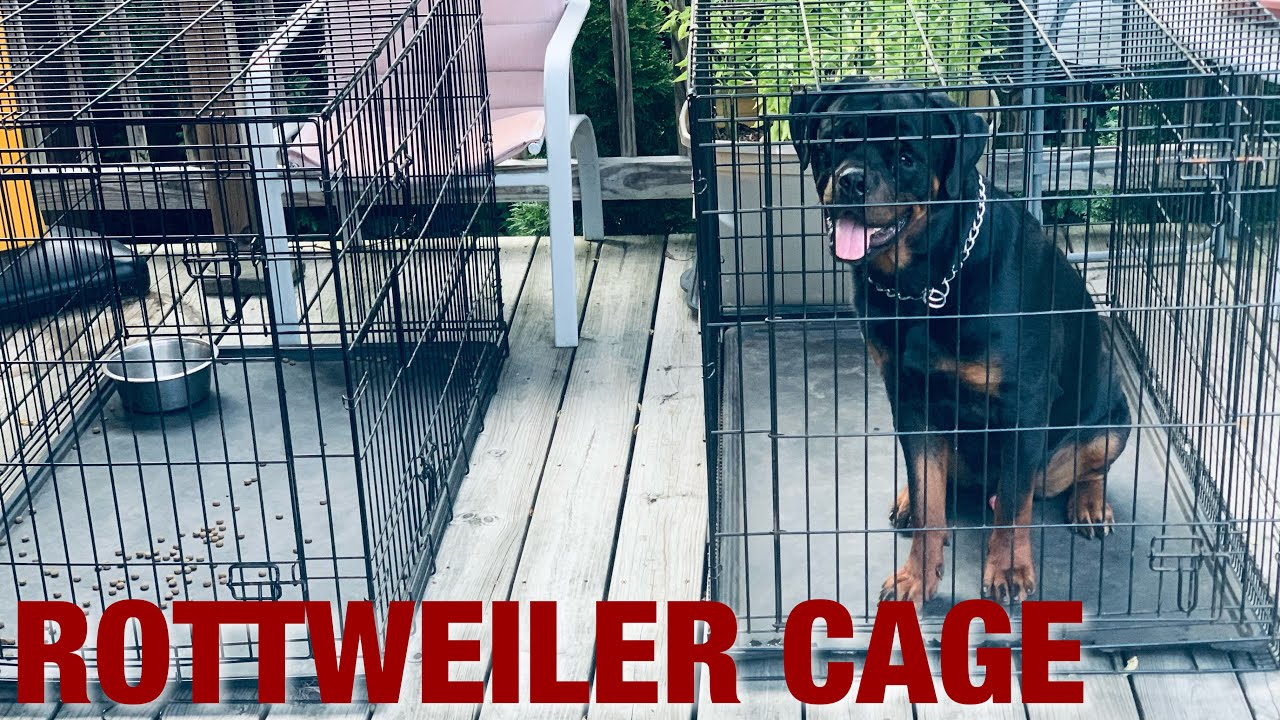 WHICH CAGE IS BEST FOR YOUR ROTTWEILER?