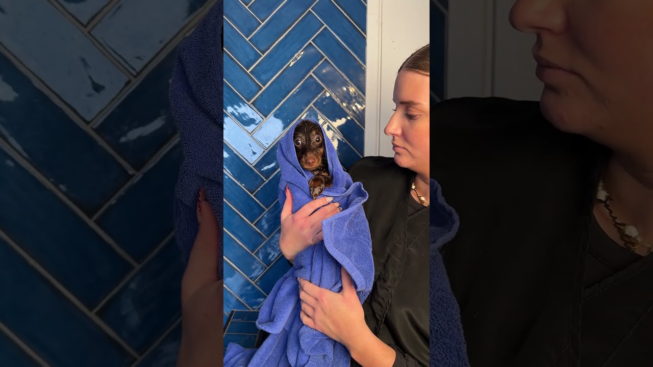 Doggy Daily Episode 577: Remi the Dachshund 🐾 