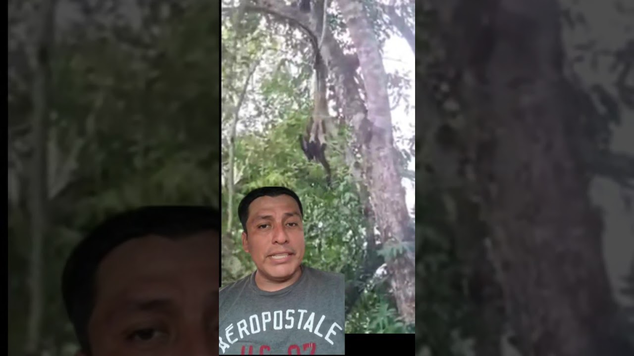 un primate muy ágil en las ramas 
