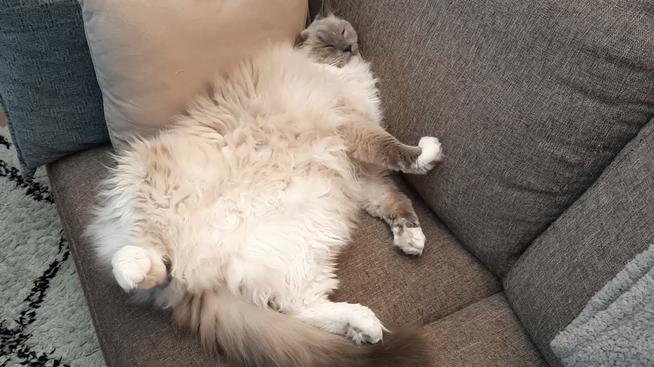 The Typical and Funny Sleeping Positions of a Ragdoll Cat
