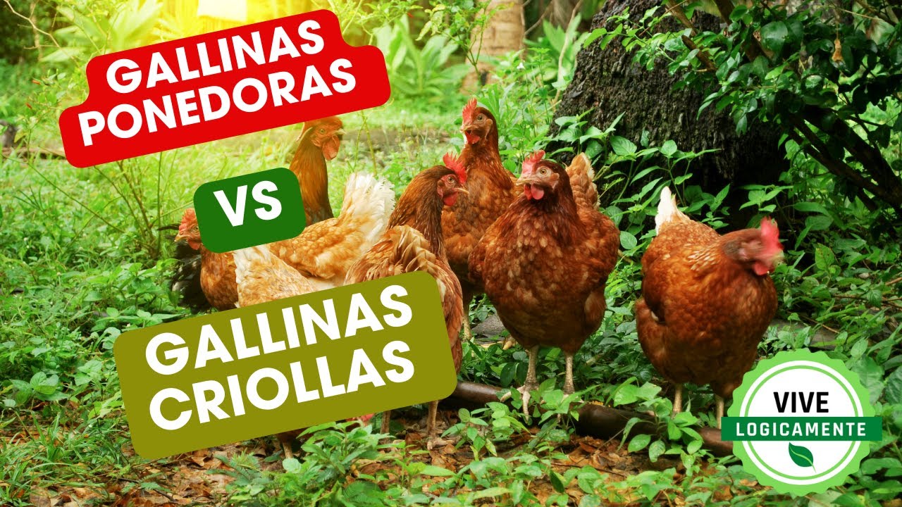 Diferencia entre gallinas CRIOLLAS y PONEDORAS (100 % REAL)