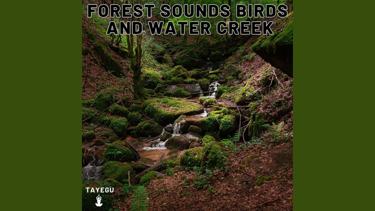 Forest Sounds Birds and Water Creek Stream River Camping 1 Hour Relaxing Nature Ambient Yoga...