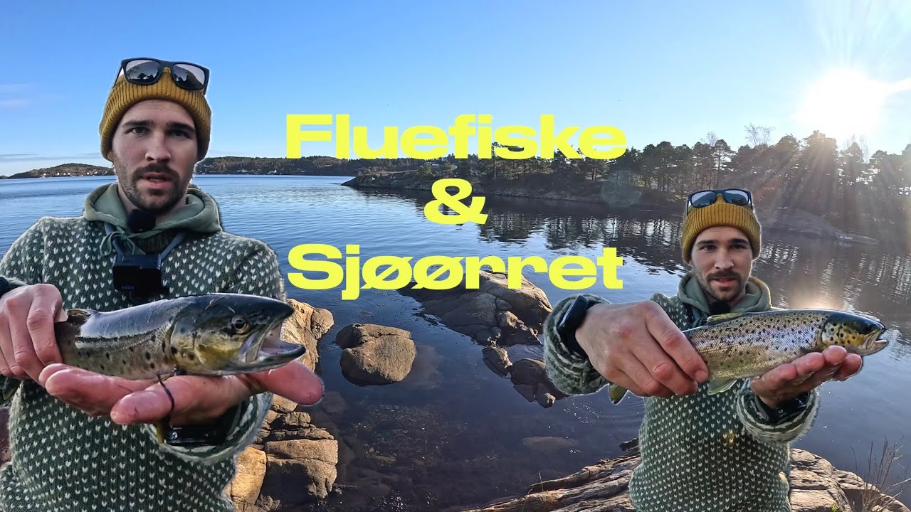 Høstfiske etter sjøørret med fluestang