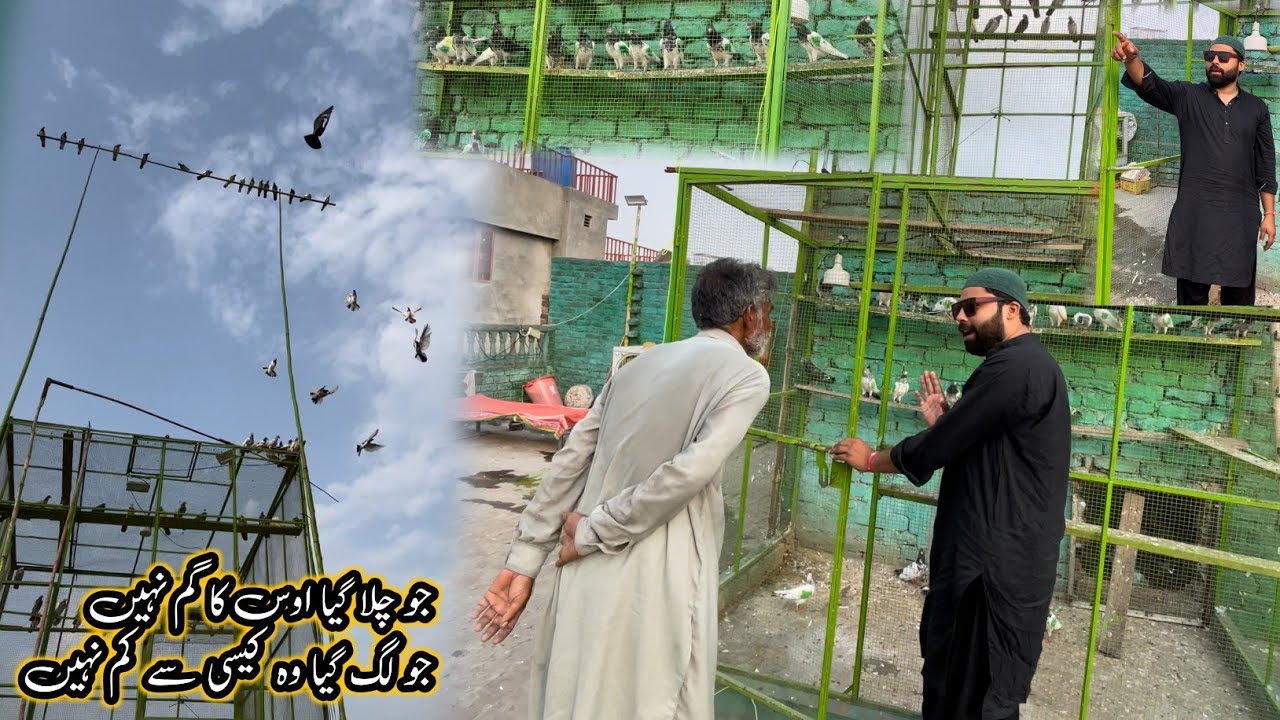 Kabootar Bazi Ka Ab Maza A Rha Ha 😃