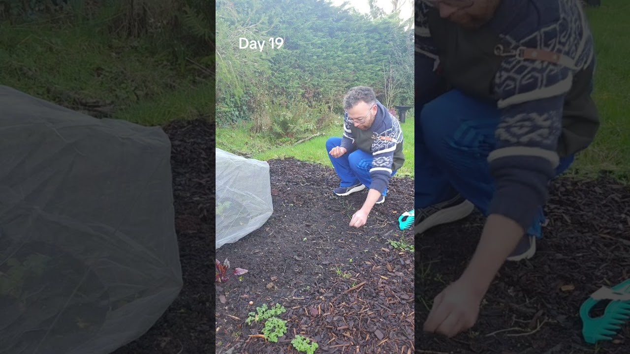 Day 19 of 28 days of Seed sowing in February with Beetroot 