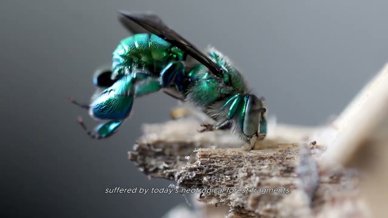 Abejas de las orquídeas