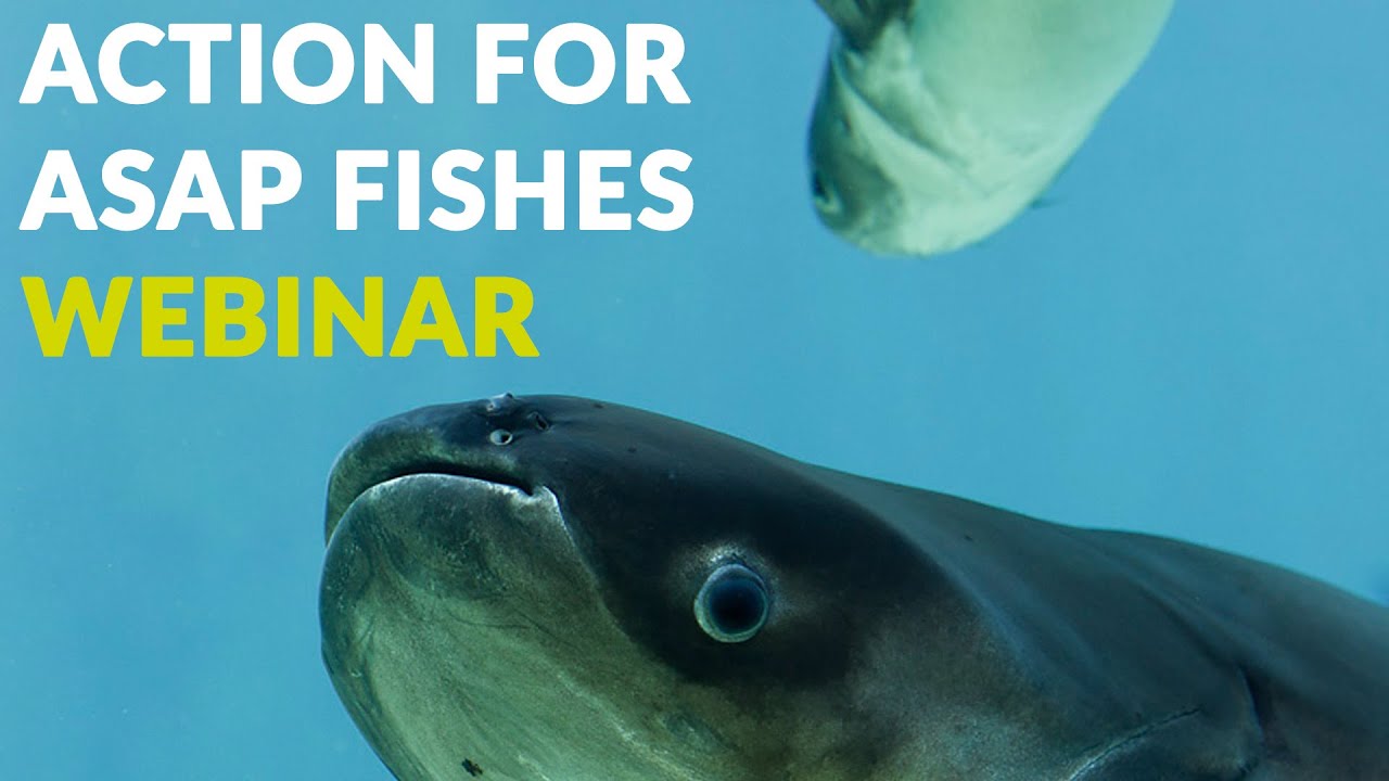 Action for ASAP Fishes webinar