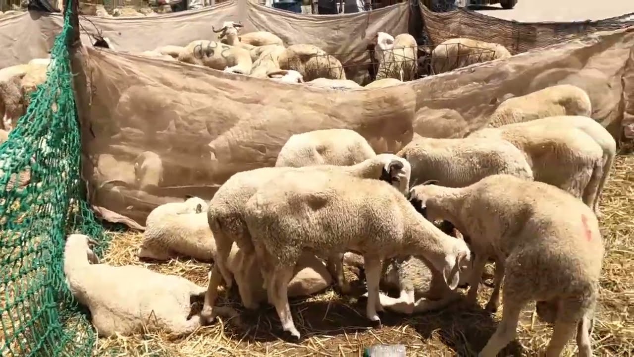 مشيت سوق مع الوليد شرينا حولي بالداخلة ثمن طالع🔥شوفو بشحال شريت😱..