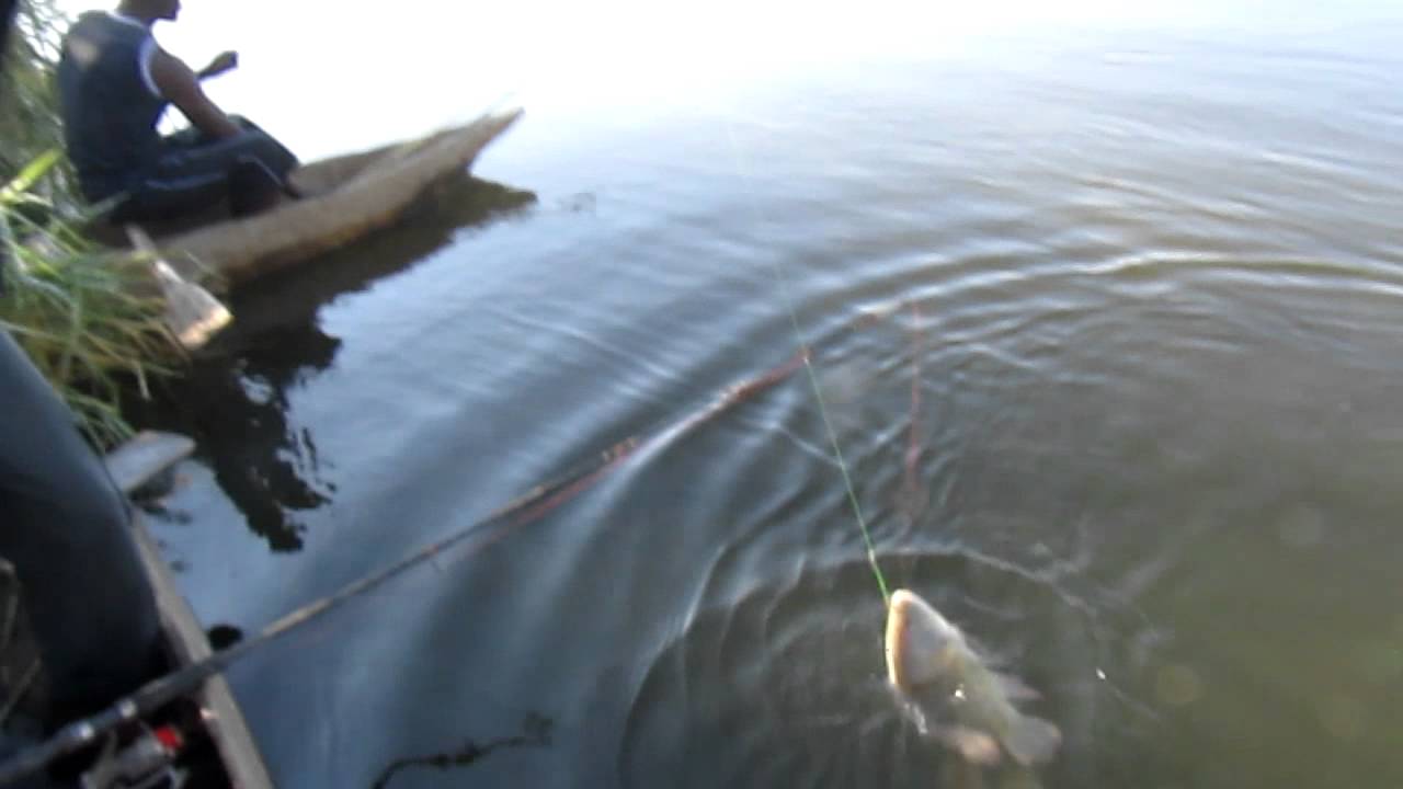 Bream from Zambezi river