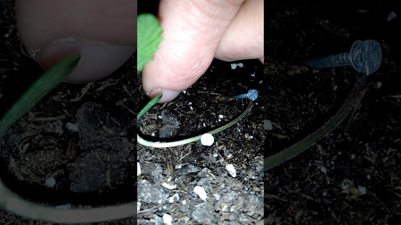 plant training 101.  #Growweed #planttraining #cannagrow #marijuanagrowing