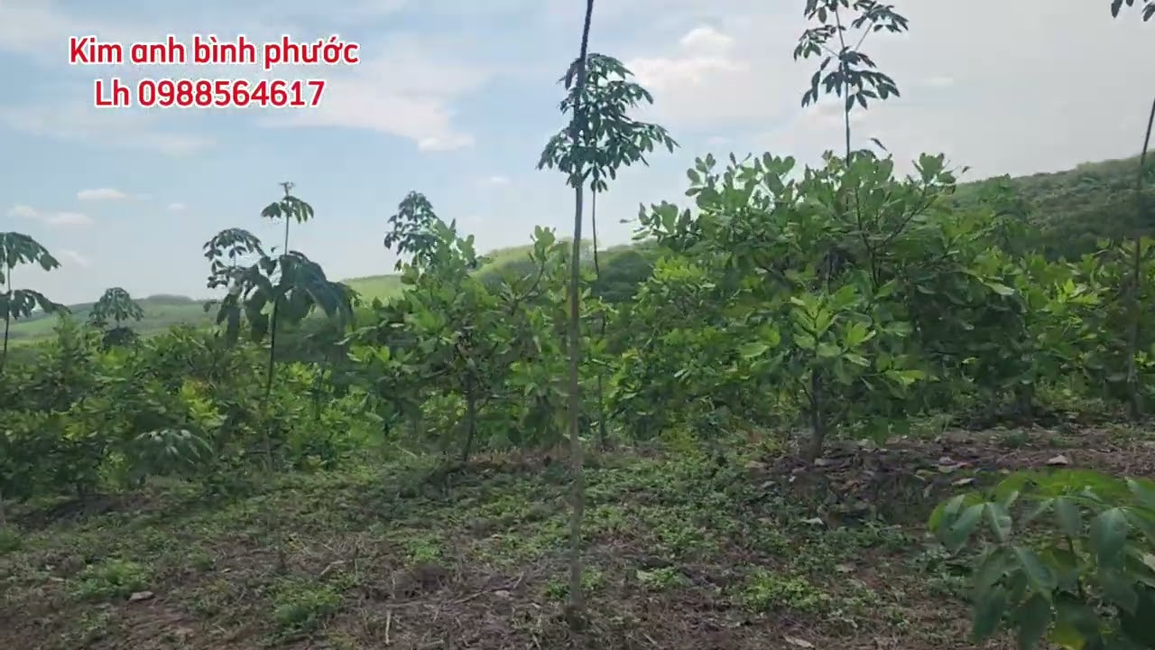 Bán đất vườn cao su dt 7ha giá 900trieu 1ha xã phú trung phú riêng bình phước cũ Lh 0988564617