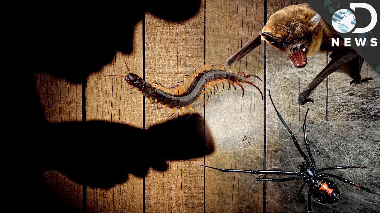 The Most Horrifying Creepy Crawlies That Come Out At Night