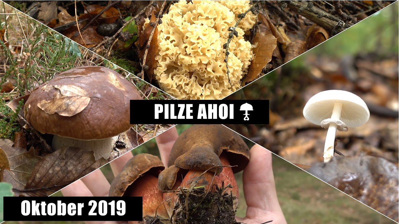 Tolle Pilze Anfang Oktober in Niedersachsen - 2019