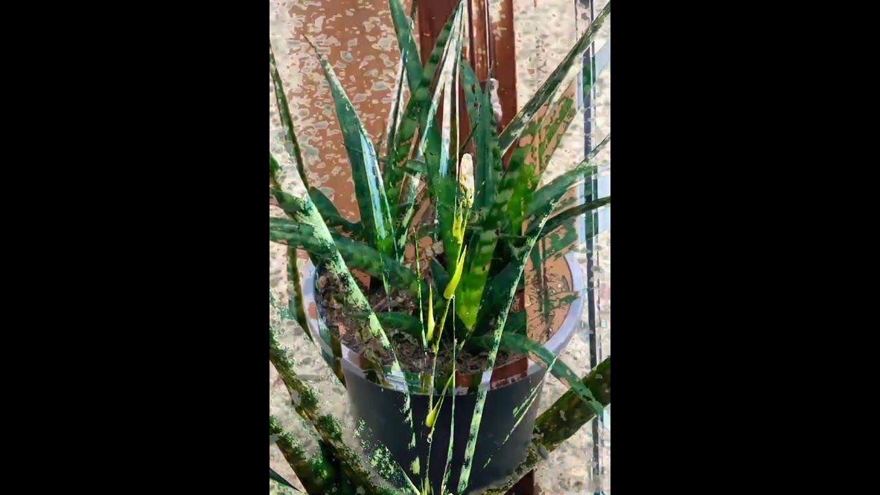 .........💫🌿Sensevieria Fernwood....(snake plant)#treehouse #viral #nature...2023