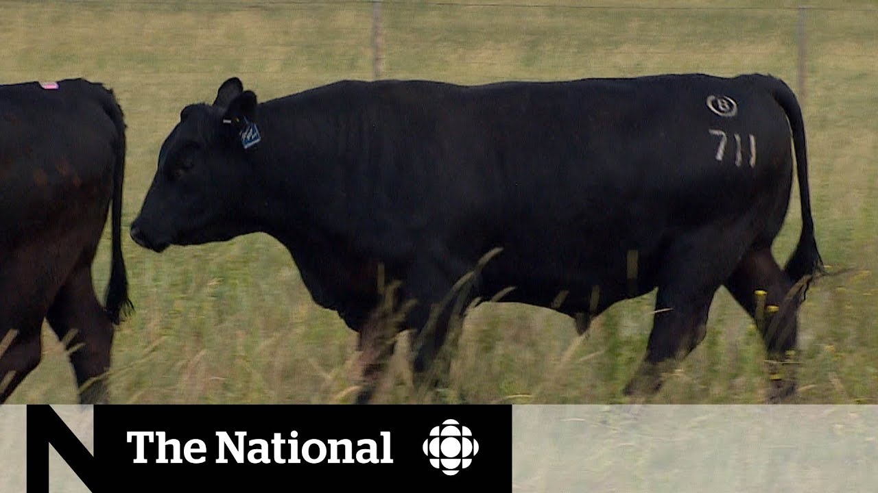The $80,000 bull for breeding the best beef