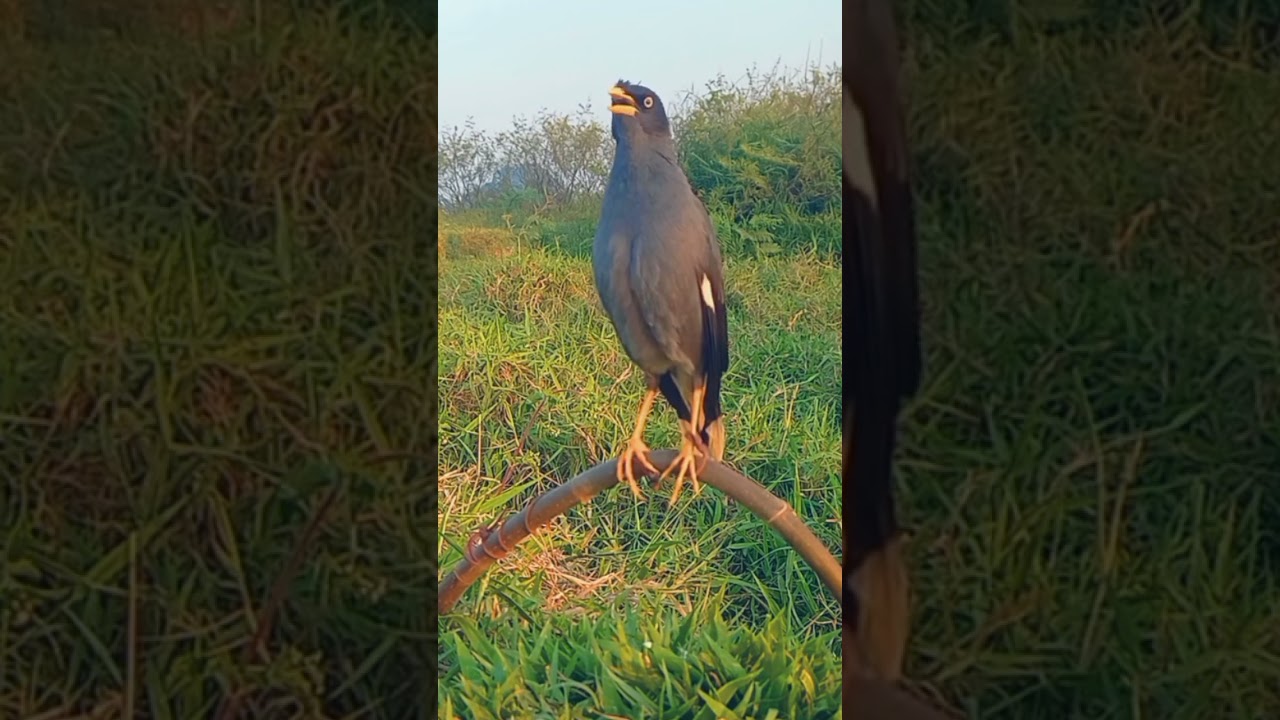 suara pikat burung JALAK KEBO gacor....,suara panggilan dan pancingan,auto gacor