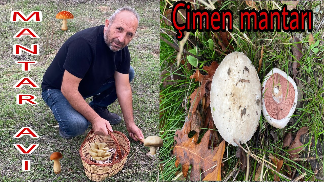 Сбор грибов с Мастером Али. 🍄‍🟫красный гриб внутри 🍄сбор луговых грибов/грибов-травянок/лесных гр...
